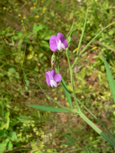 {Lathyrus sylvestris}